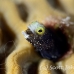 blenny_secretary_oc_jar_h_0534_cub2683.jpg